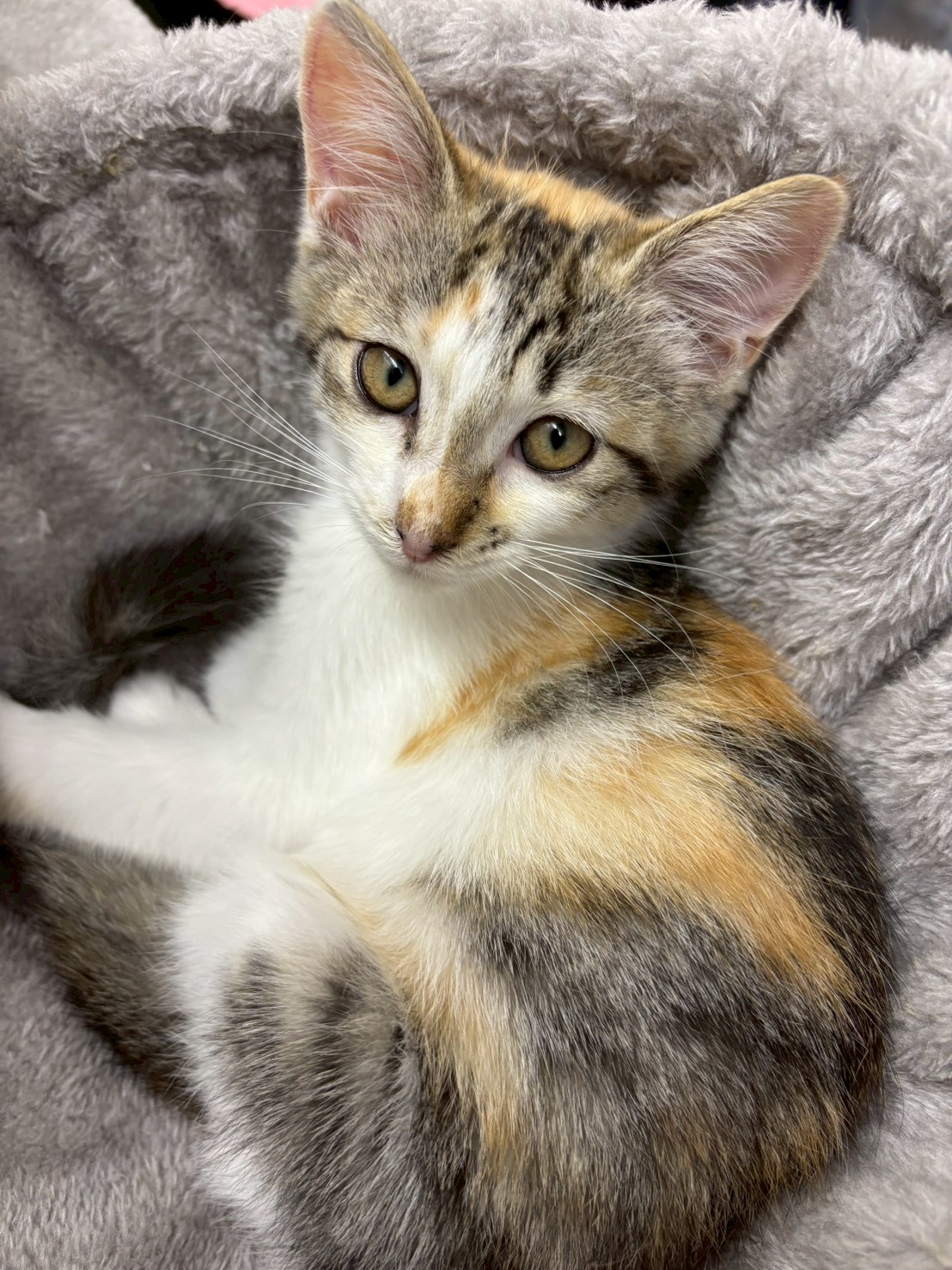 可愛いひよりちゃん