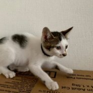 抱っこ練習中のぷくちゃん