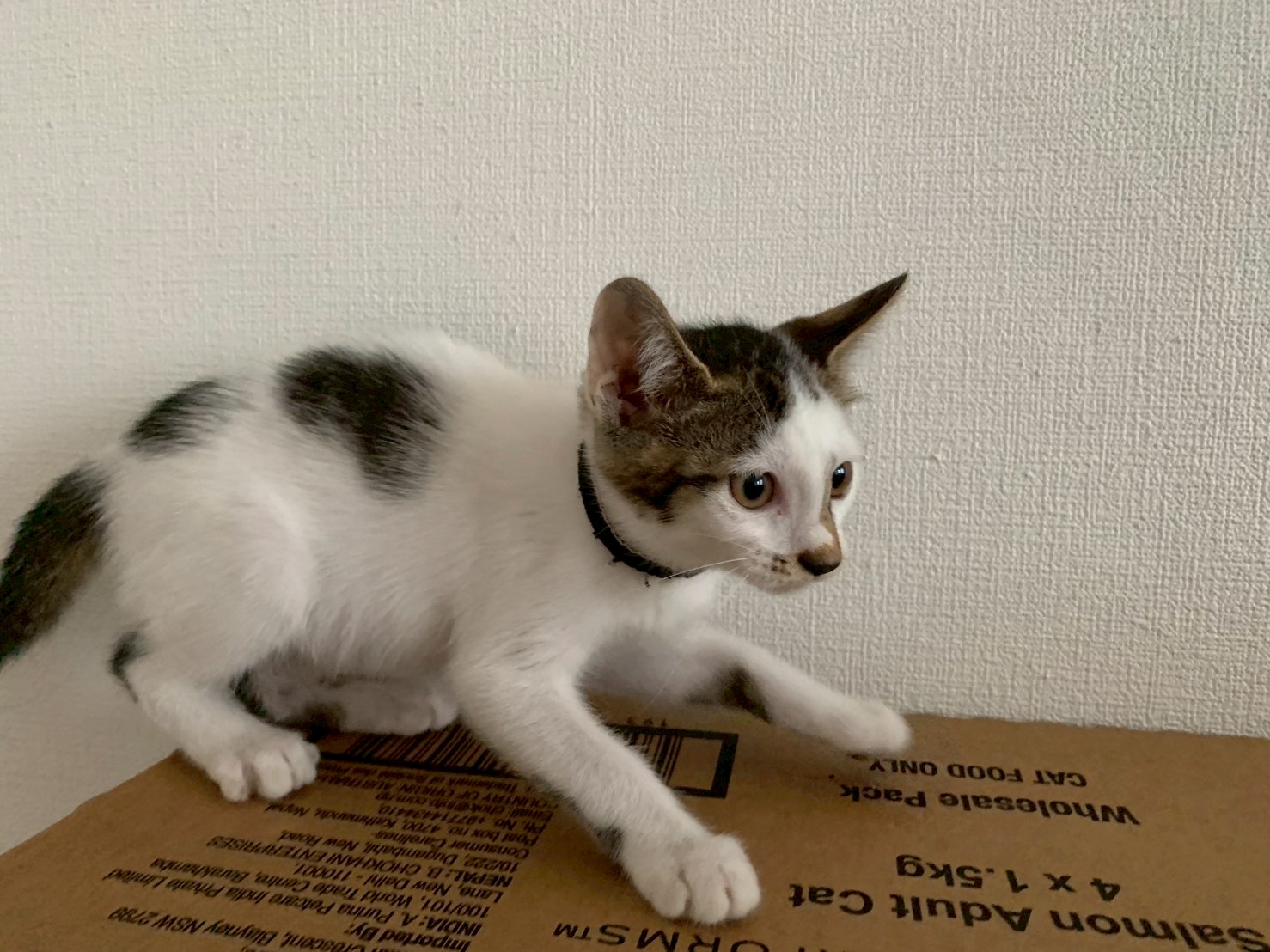 抱っこ練習中のぷくちゃん