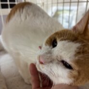 人が大好き♡シロちゃん