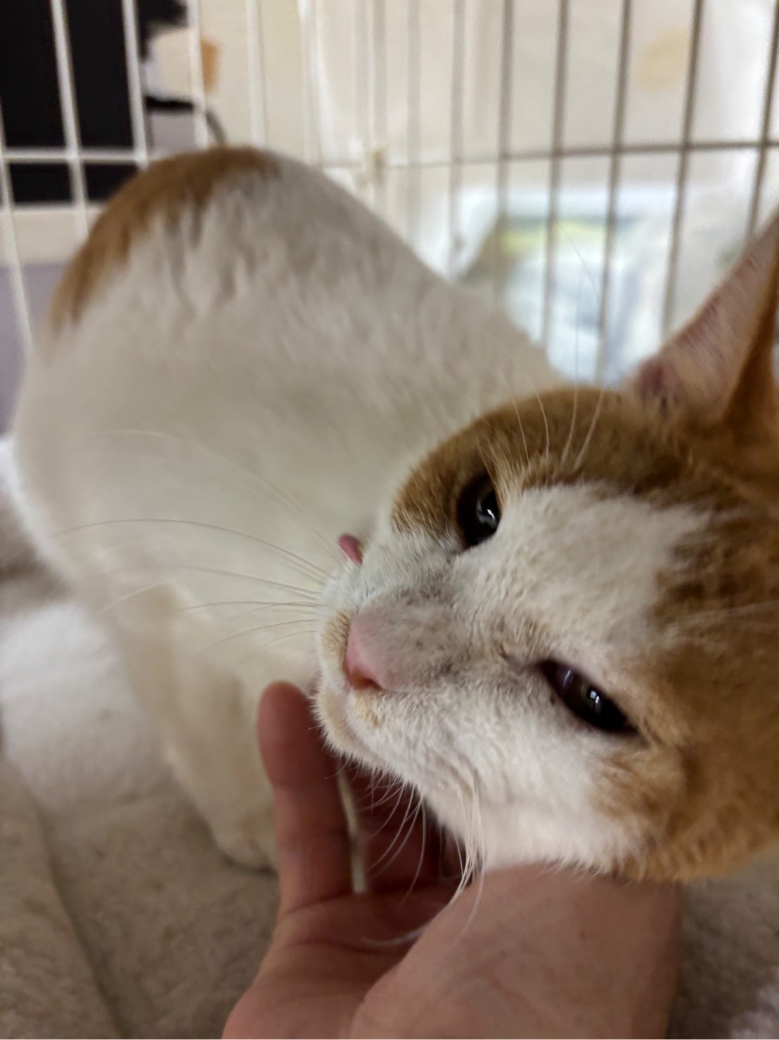 人が大好き♡シロちゃん