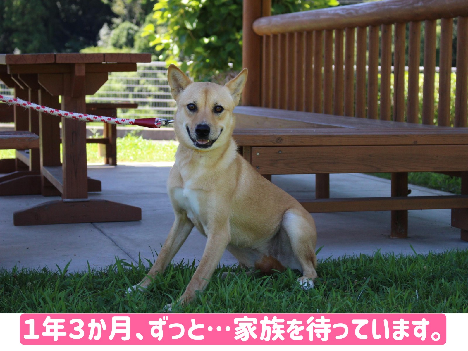 うるうる黒い瞳が美しすぎる💖ジェシーちゃん