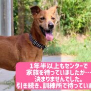 赤茶の毛色💕個性的なスタイルのくるみちゃん