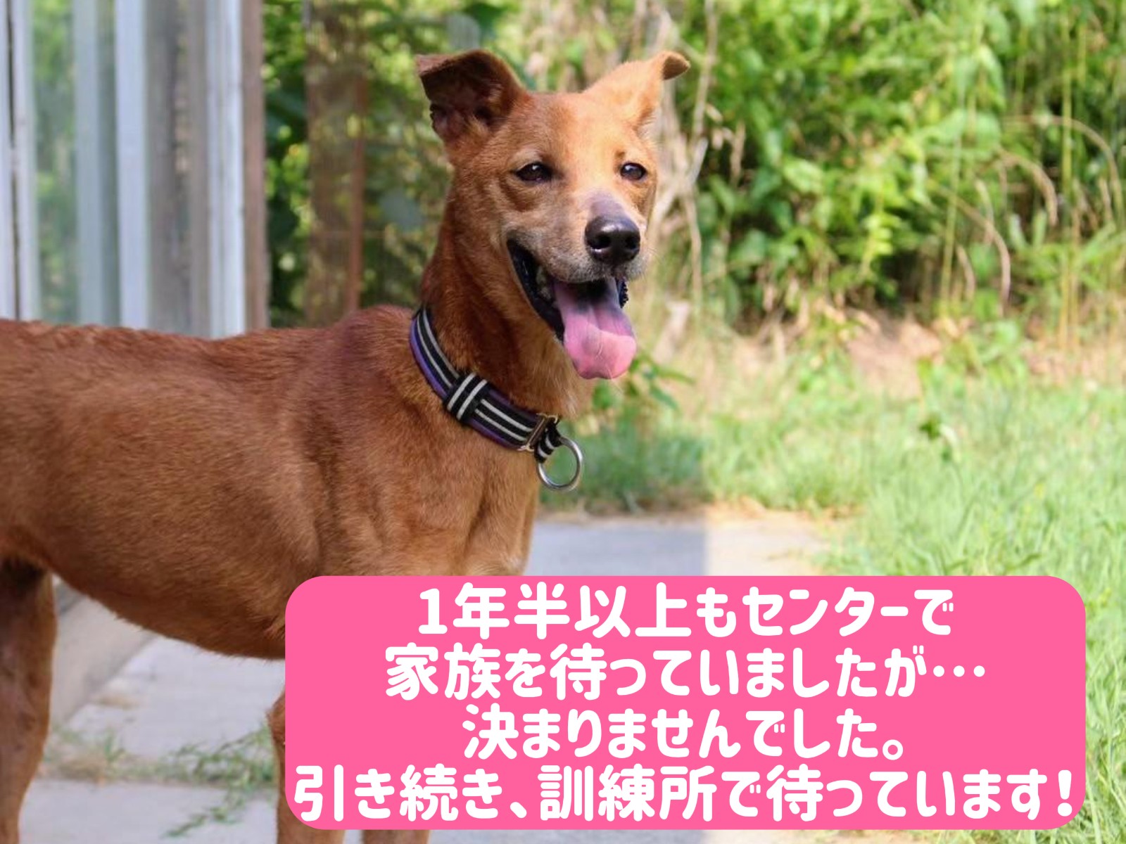 赤茶の毛色💕個性的なスタイルのくるみちゃん