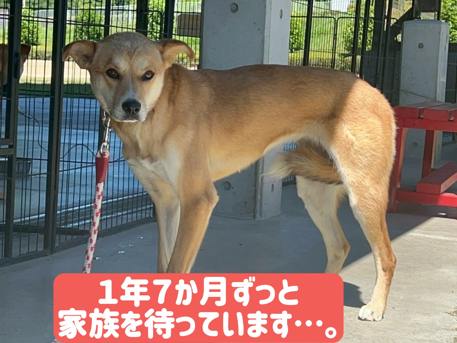 優しい瞳をした⛄雪花(せっか)ちゃん