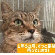 シュッと小顔の女の子、キジトラのもずくちゃん🍀