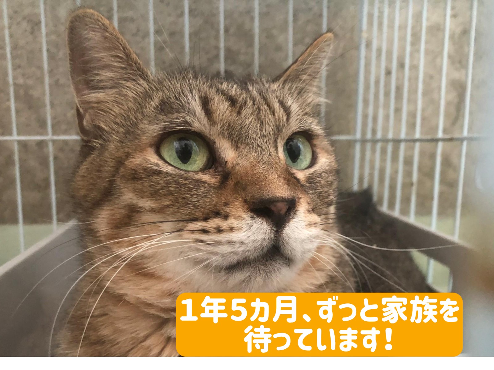 シュッと小顔の女の子、キジトラのもずくちゃん🍀