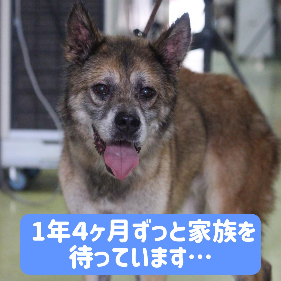 人が大好き💑スリスリ犬のからあげクン