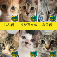 【子猫まつり第6弾】子猫中猫27匹★みよし市
