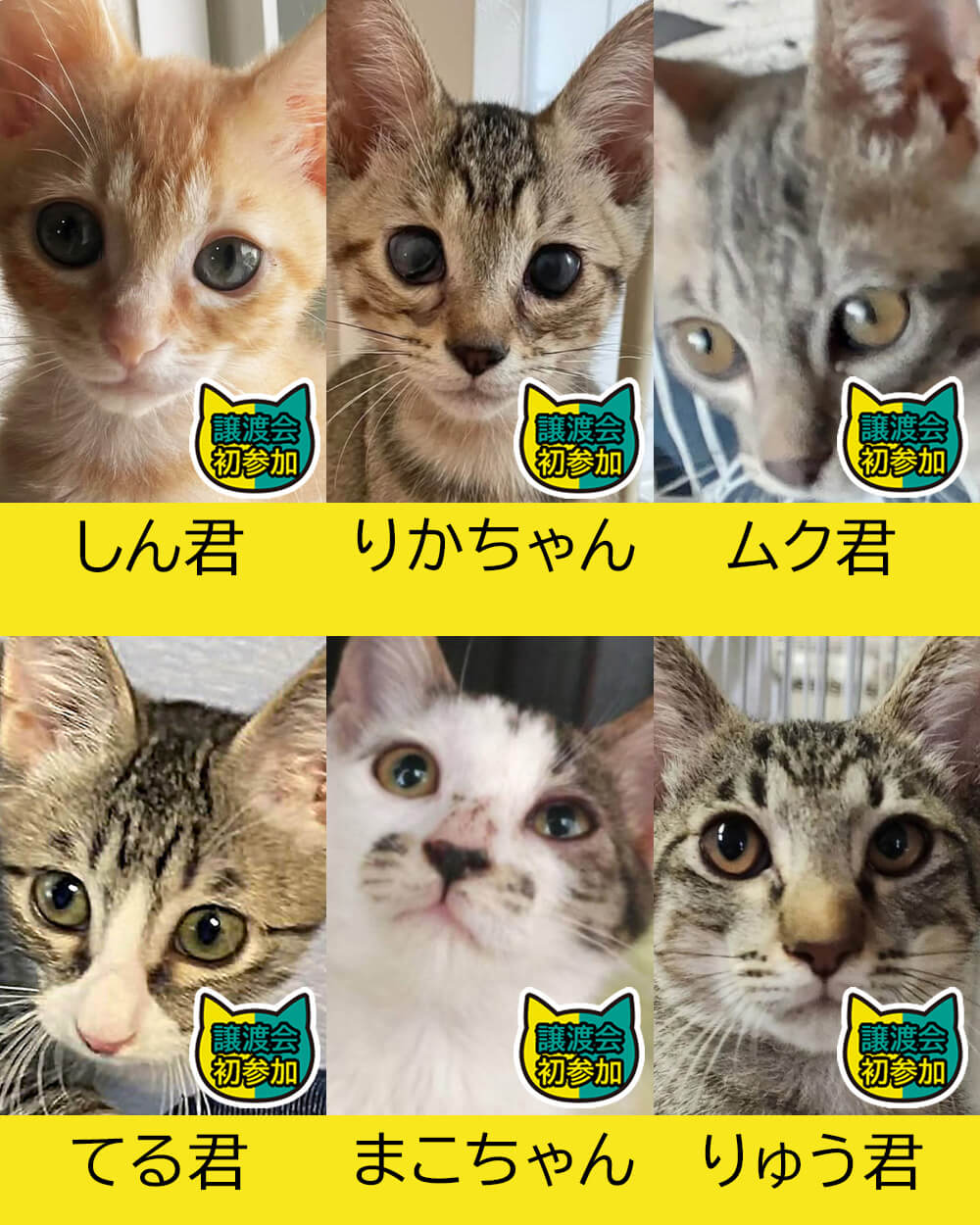 【子猫まつり第6弾】子猫中猫27匹★みよし市