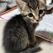 和猫とサイベリアンのミックス（女の子）