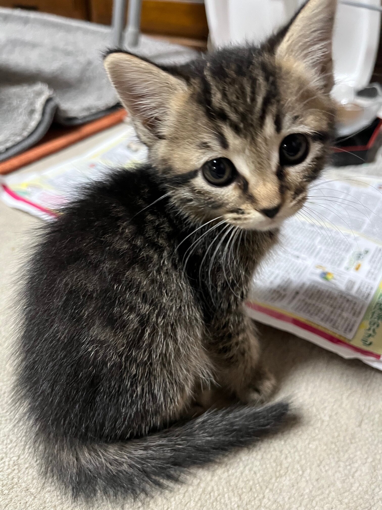 和猫とサイベリアンのミックス（女の子）