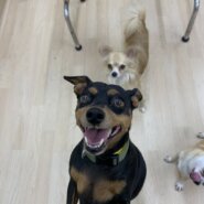 天真爛漫で甘えん坊のかまってちゃん