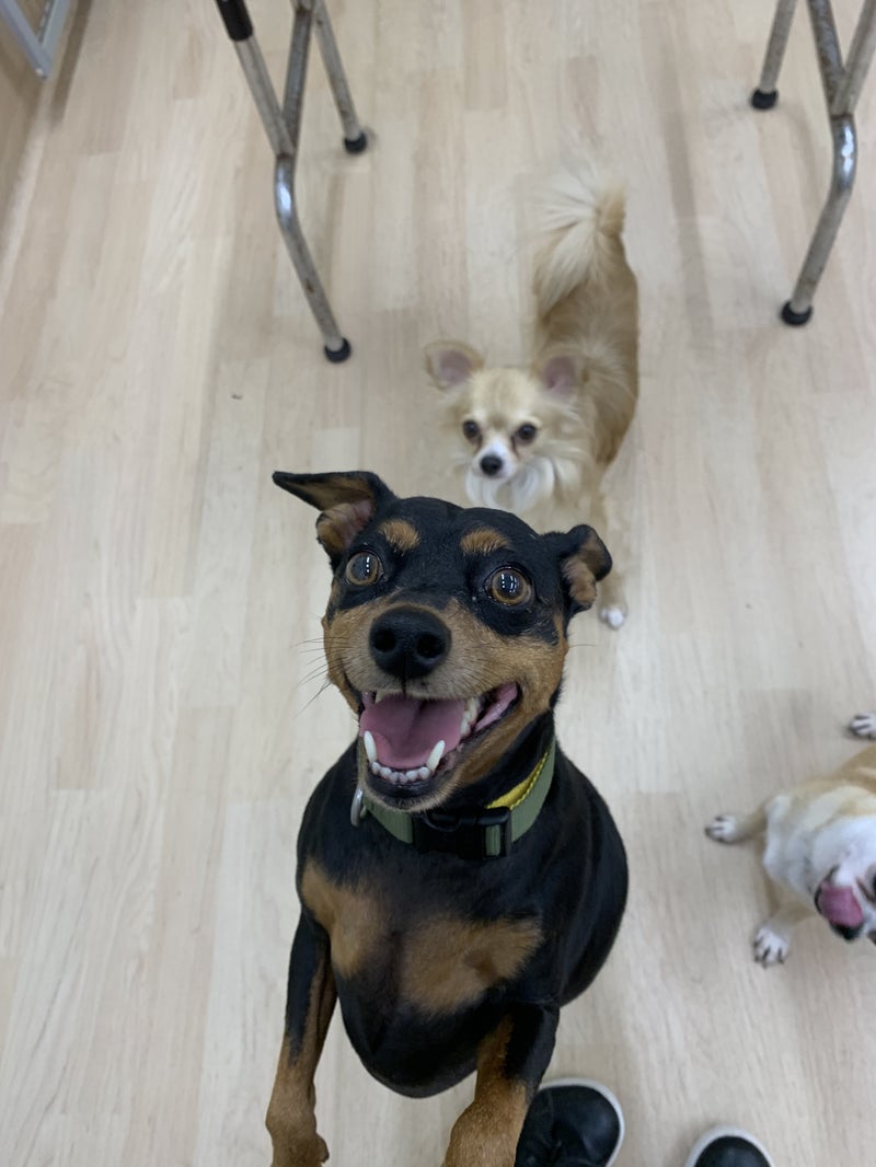 天真爛漫で甘えん坊のかまってちゃん