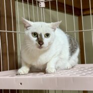 愛情深いママ猫のまひるちゃん