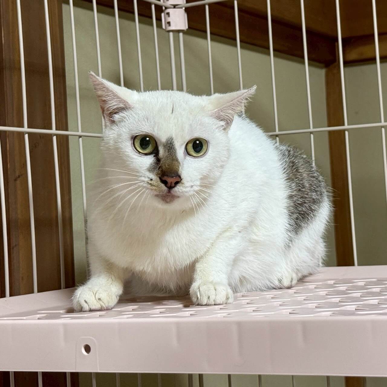 愛情深いママ猫のまひるちゃん