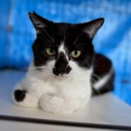 おねだり上手なパパくん