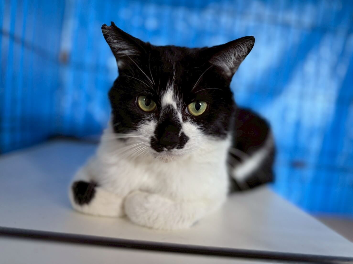 おねだり上手なパパくん