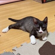 運動神経抜群のあさひくん