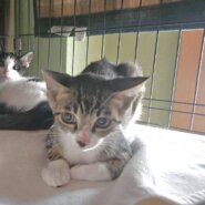 【譲渡決定】ハナビ：兄妹猫と仲良しです！