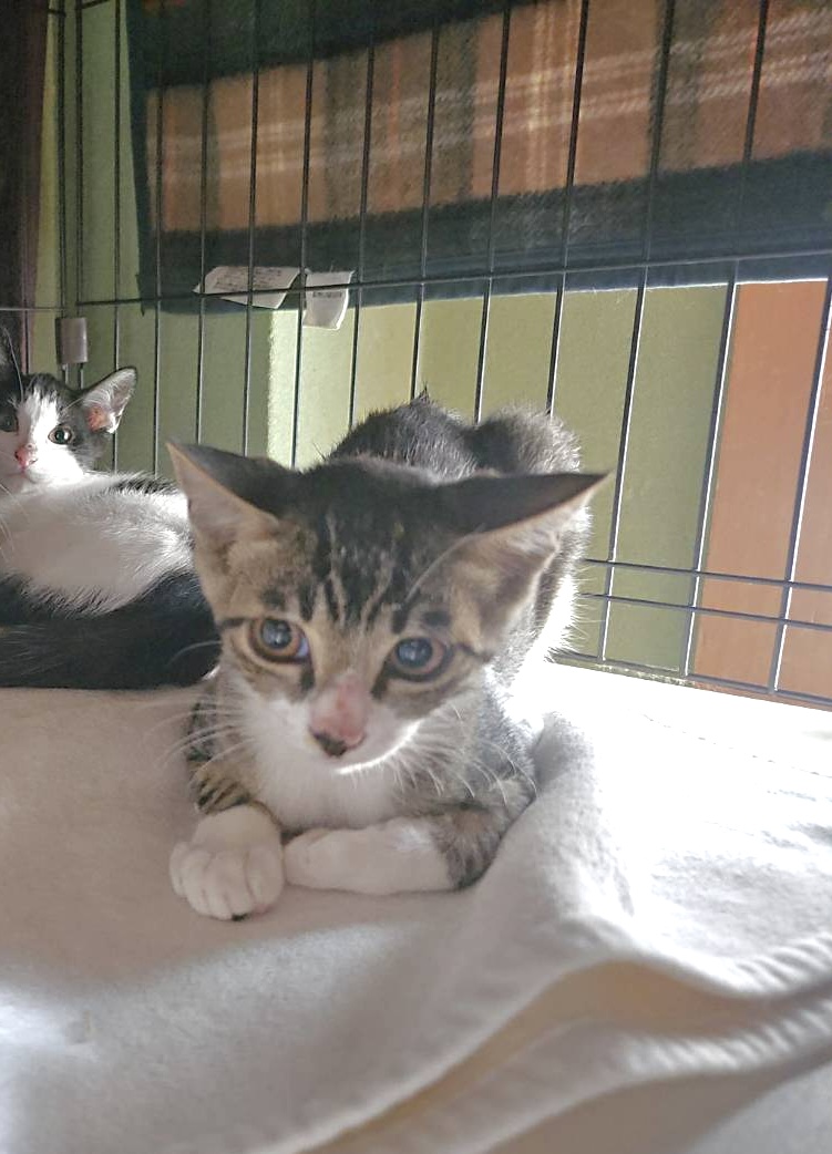 【譲渡決定】ハナビ：兄妹猫と仲良しです！