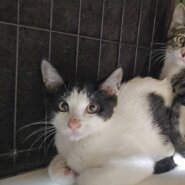 【譲渡決定】ブッチ：兄妹猫と仲良しです