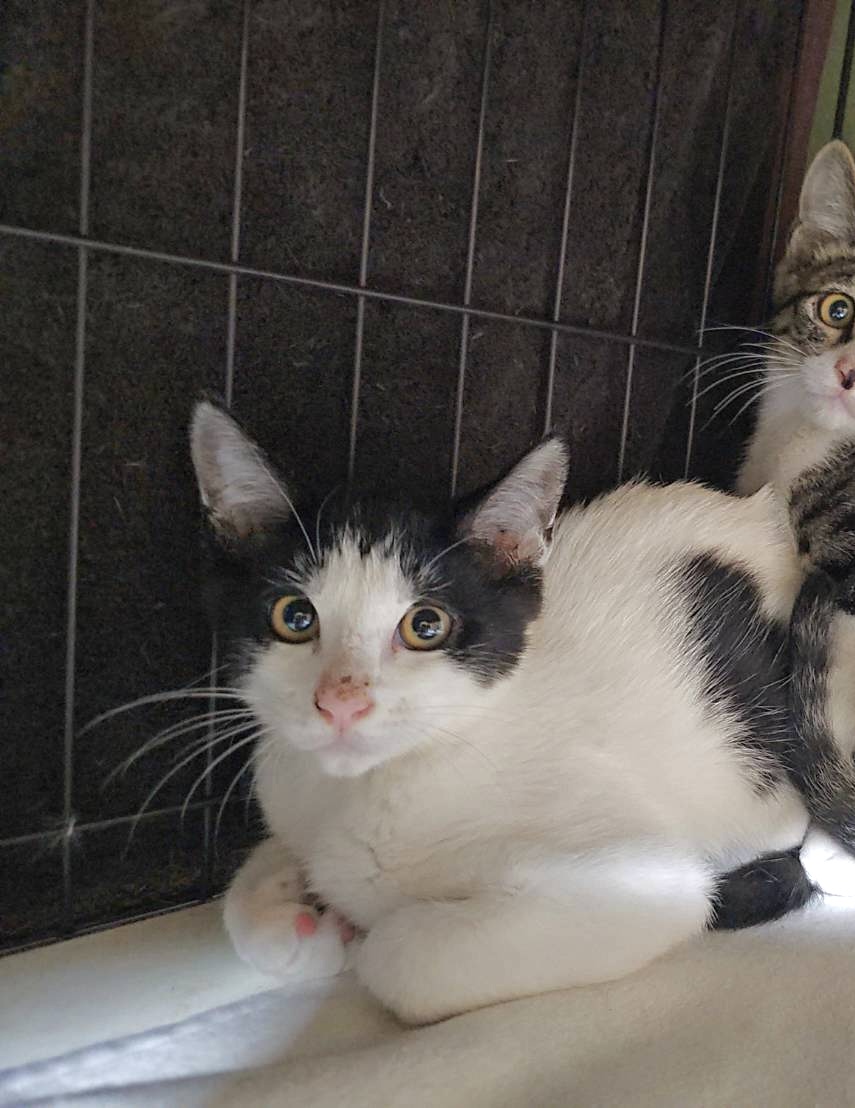 【譲渡決定】ブッチ：兄妹猫と仲良しです