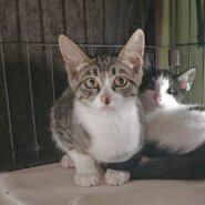 【譲渡決定】チョビ：兄妹猫と仲良しです！