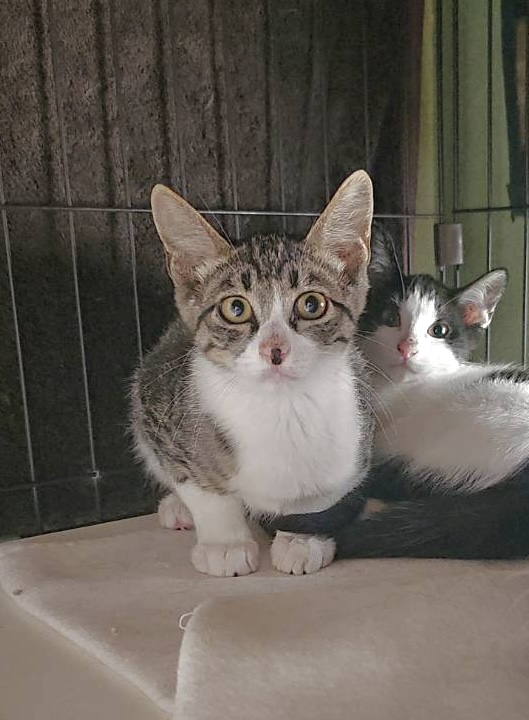 【譲渡決定】チョビ：兄妹猫と仲良しです！