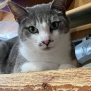 ⭐️2月1日参加猫⭐️大阪府堺市⭐️ルル　白グレー⭐️６歳の女の子