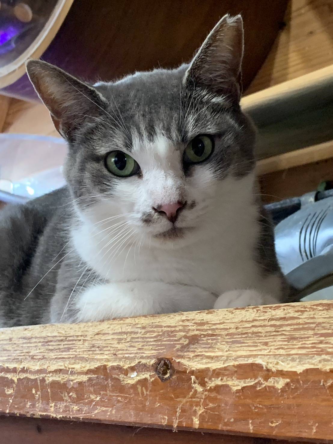 ⭐️2月1日参加猫⭐️大阪府堺市⭐️ルル　白グレー⭐️６歳の女の子