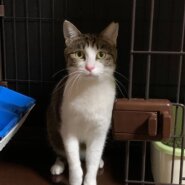 ⭐️2月1日参加猫⭐️大阪府堺市⭐️ミココ　キジ白⭐️6歳の女の子