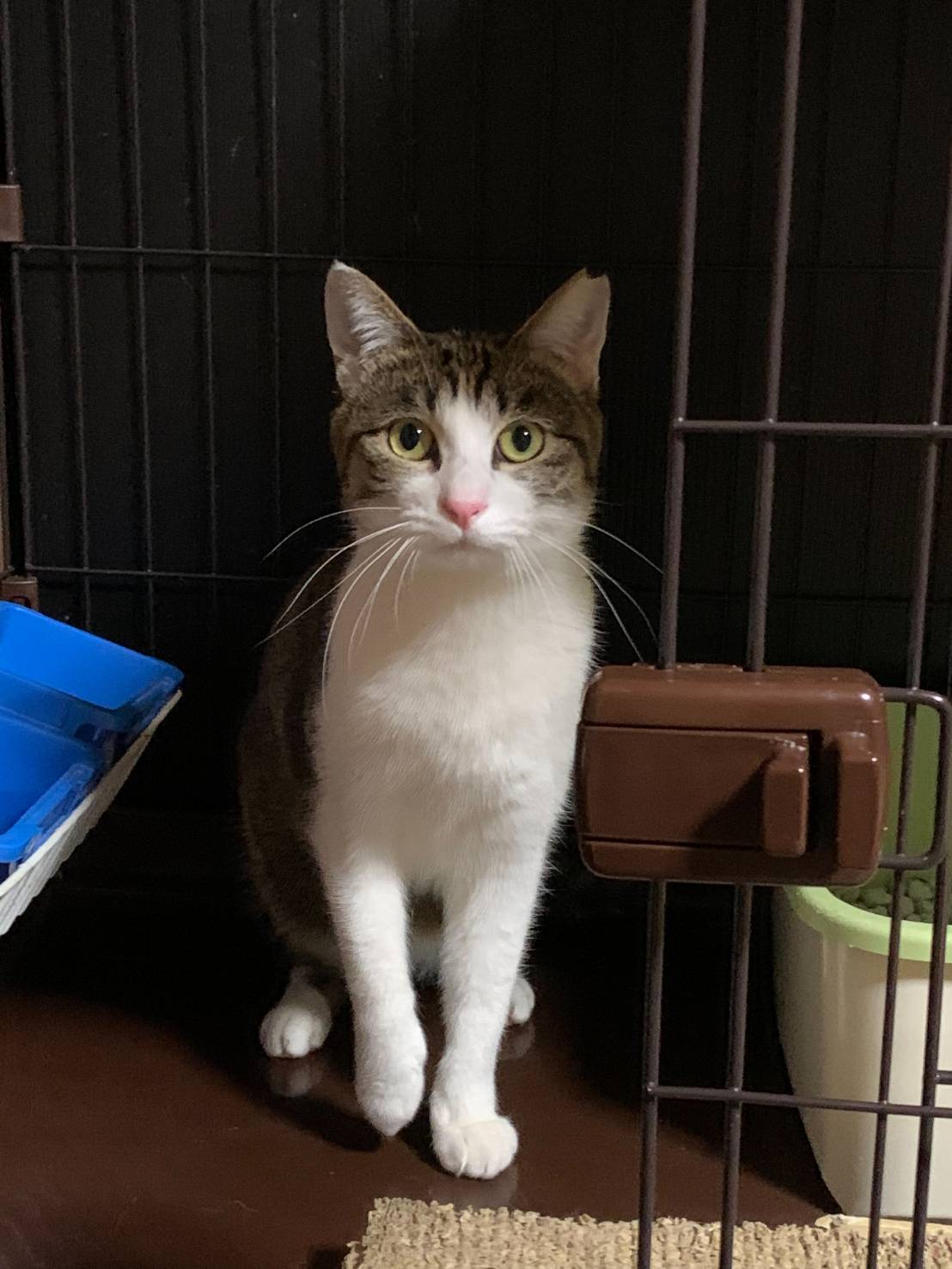 ⭐️2月1日参加猫⭐️大阪府堺市⭐️ミココ　キジ白⭐️6歳の女の子