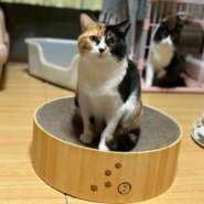 面倒見がいいミーナちゃん