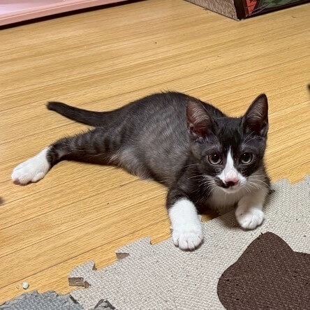 運動神経抜群のあさひくん