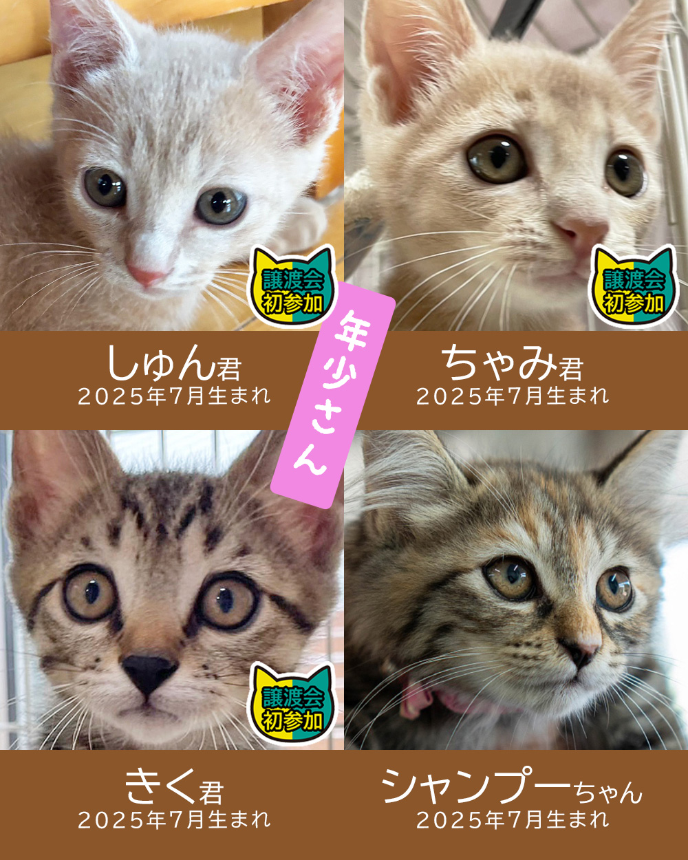 28匹の子猫まつり★みよし市