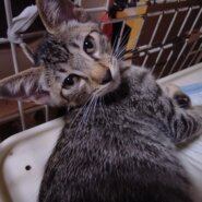 短いしっぽが可愛い人懐っこい子です