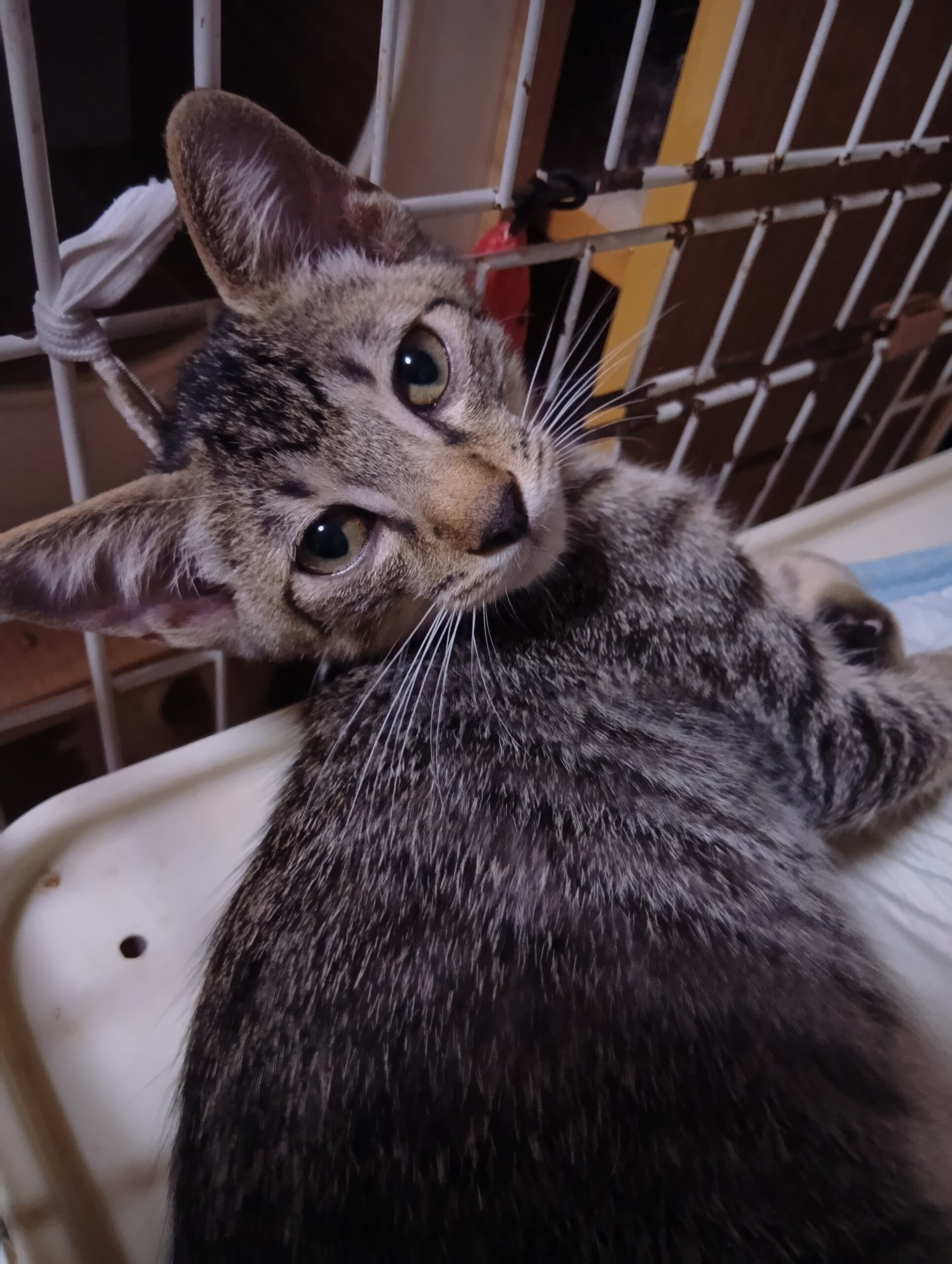 短いしっぽが可愛い人懐っこい子です