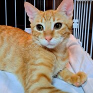 可愛い生後6ヶ月前後の茶トラくん