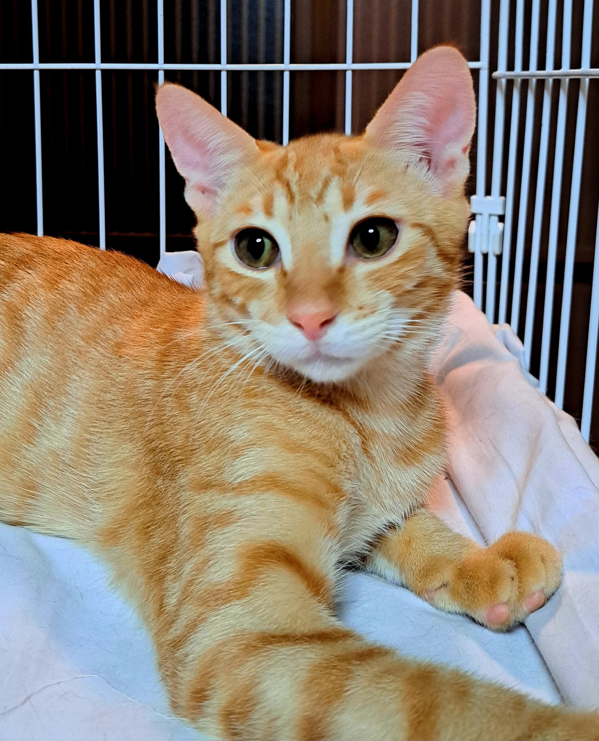 可愛い生後6ヶ月前後の茶トラくん