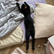 トライアルのお申し込みがありました✨