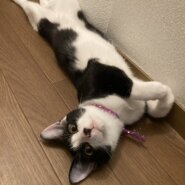 里親さま決定しました✨