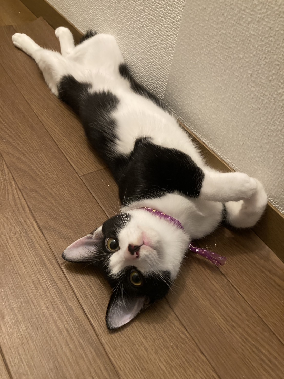 里親さま決定しました✨