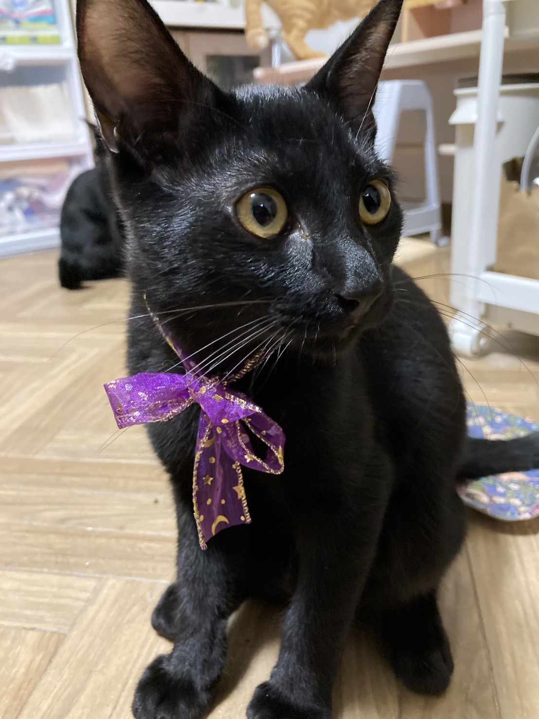 トライアルのお申し込みがありました✨