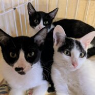 生後約3ヶ月姉妹の家族募集中！