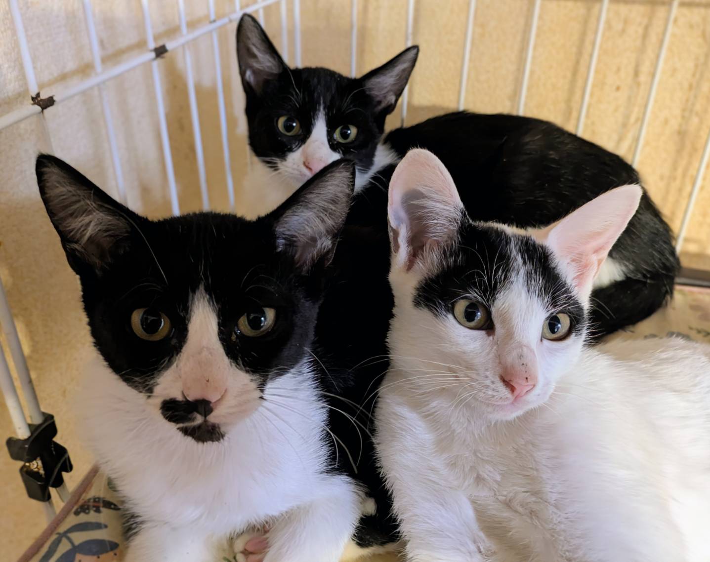 生後約3ヶ月姉妹の家族募集中！