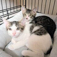 生後約3ヶ月兄妹の新しいお家決まりました。