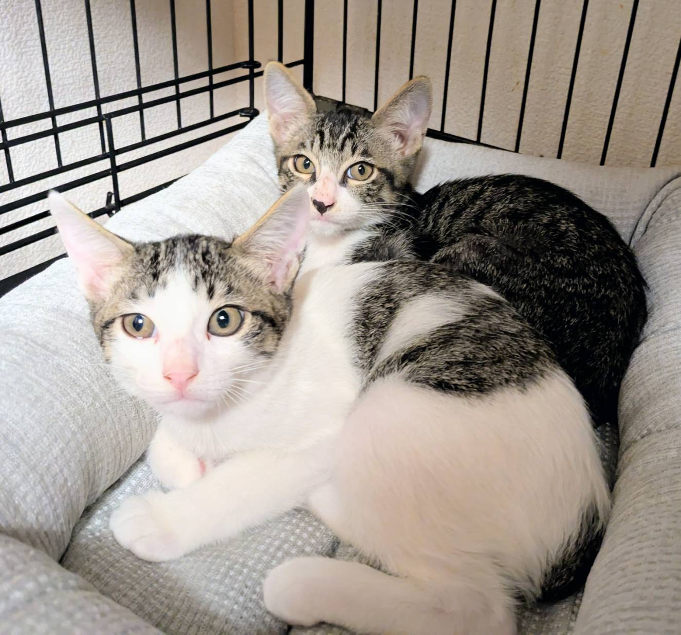 生後約3ヶ月兄妹の新しいお家決まりました。