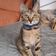 かわいい サビ色混じりのキジトラちゃん