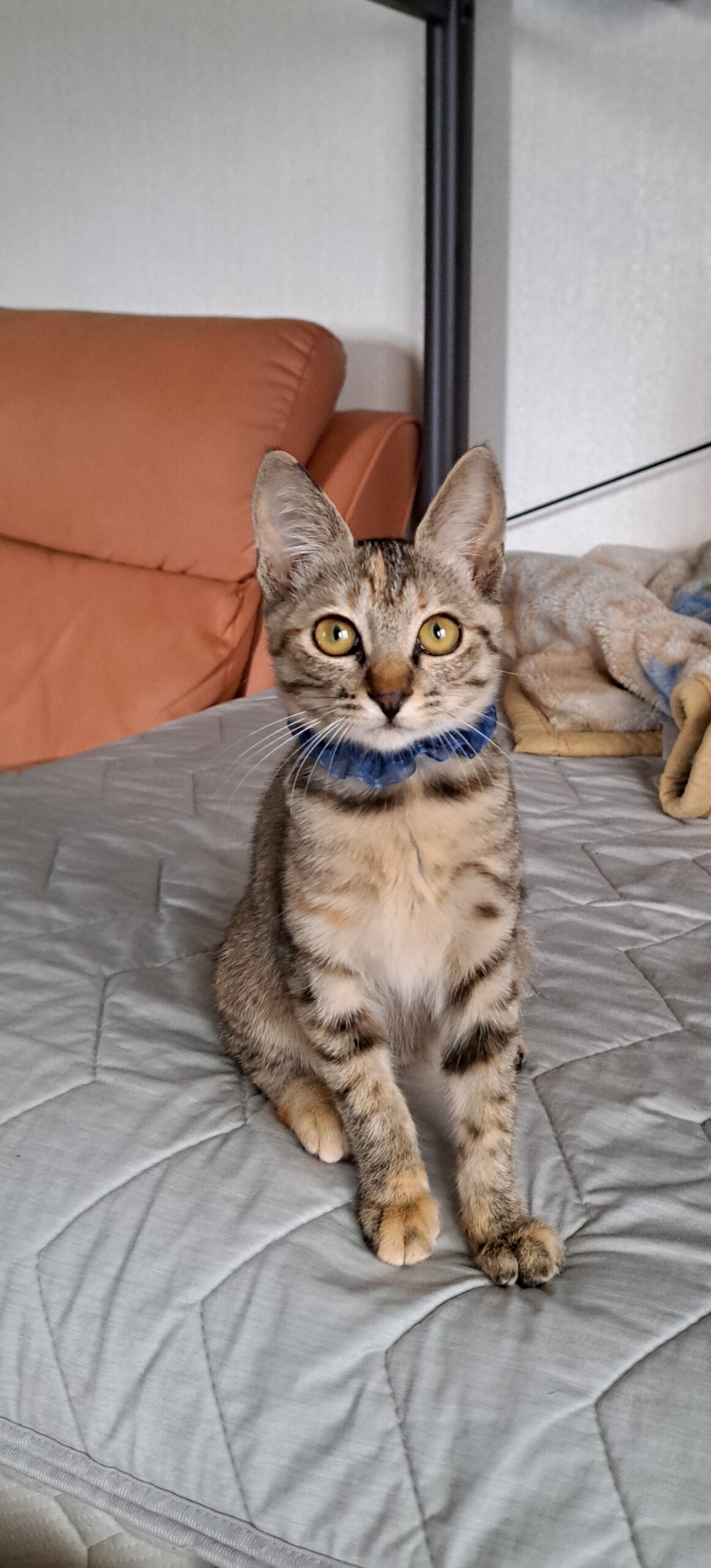 かわいい サビ色混じりのキジトラちゃん